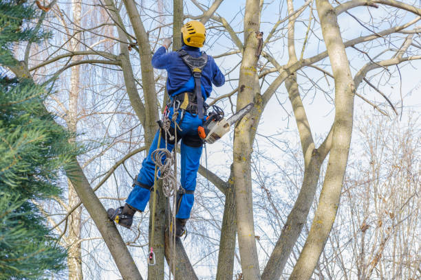 Grand Ronde, OR Tree Services Company