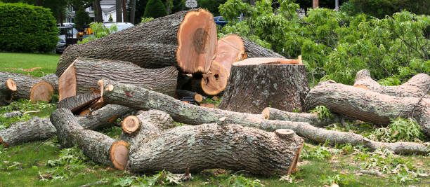 Best Emergency Tree Removal  in Grand Ronde, OR